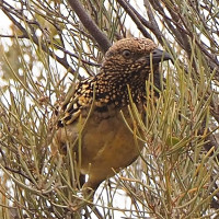 Western Bowerbird